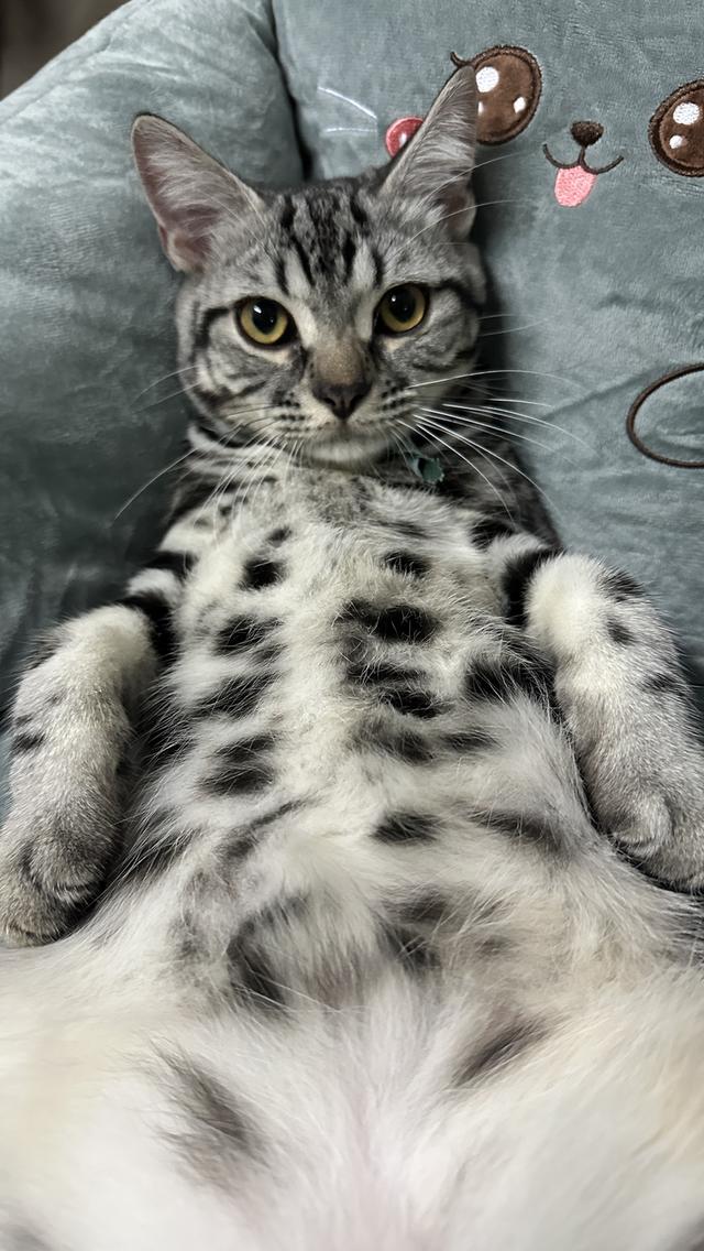 แมวอเมริกัน ช็อตแฮร์ พันธุ์แท้ 💯 10