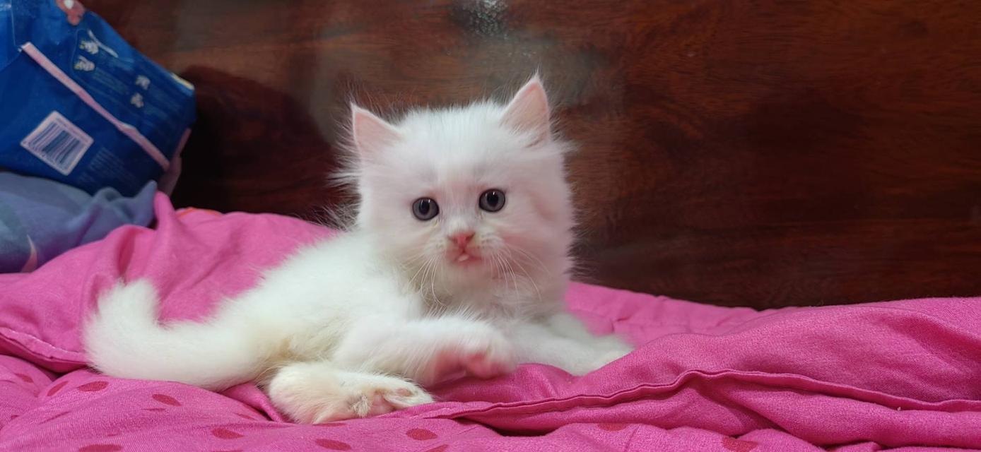 ขายลูกแมวเปอร์เซียน่ารัก ผู้ชาย ผู้หญิง พระรามสอง เทียนทะเล รูปที่ 6