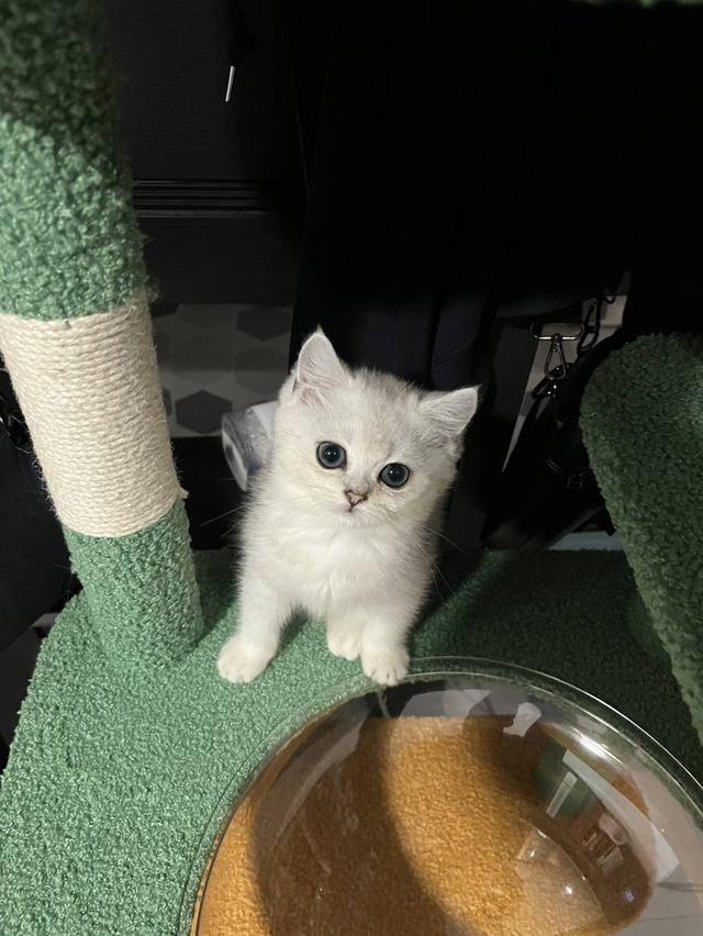 สก๊อตทิช โฟลด์ (Scottish fold)