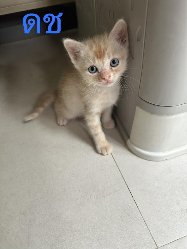 ลูกแมวสก็อตติช เพศผู้