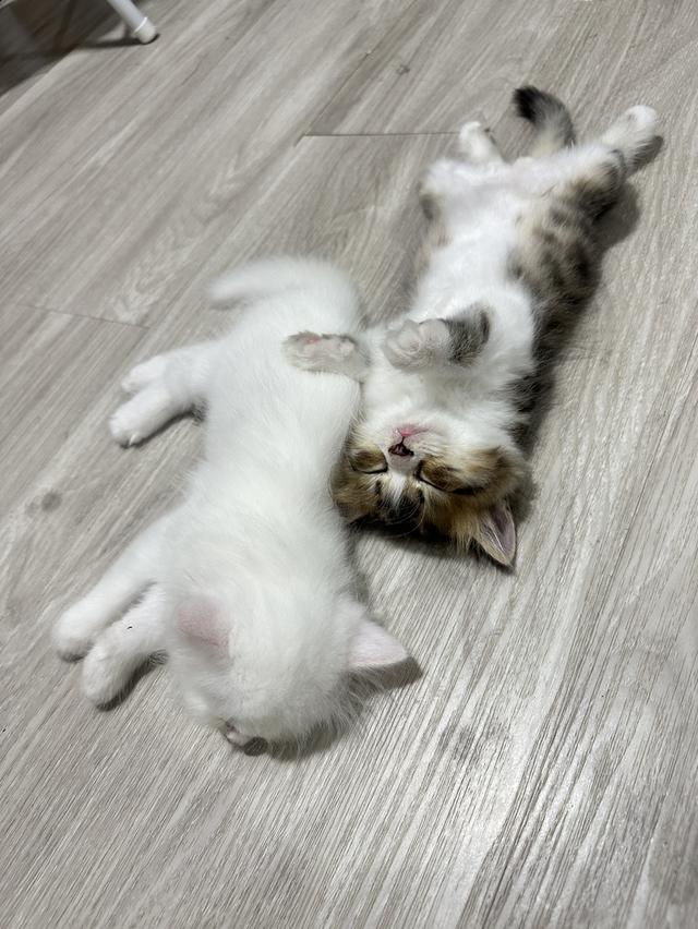 แมวเปอร์เซีย  (ชะอำ) รูปที่ 3