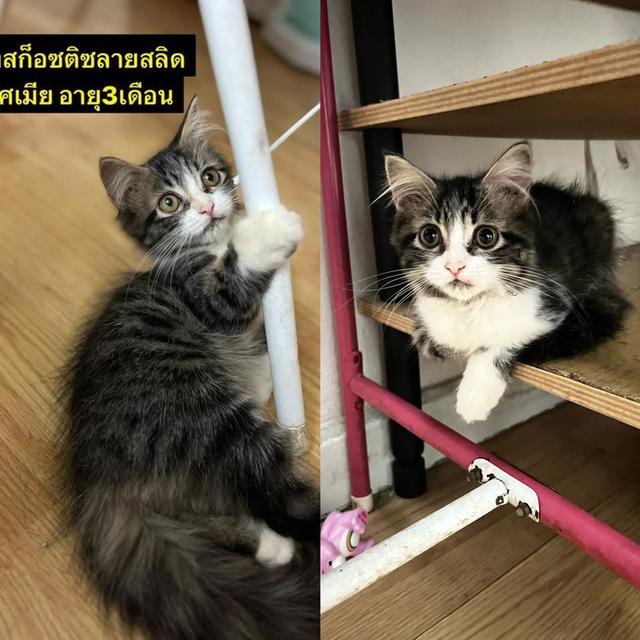 ลูกเเมวสก็อตติซ