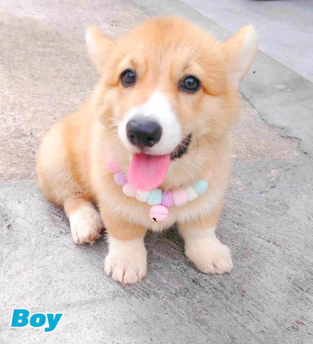 คอร์กี้พร้อมย้ายบ้านครับ 8