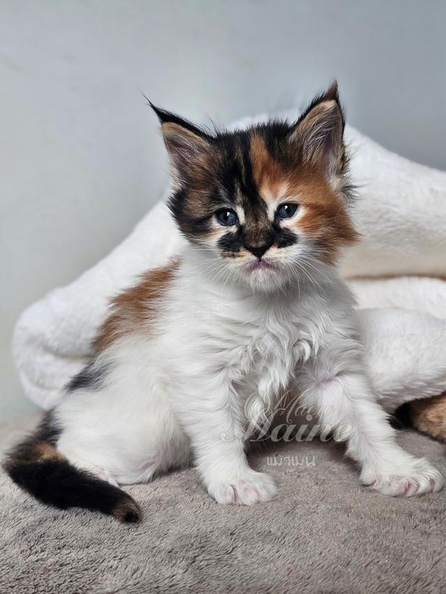 ลูกแมวเมนคูนแท้ เพศเมีย 2