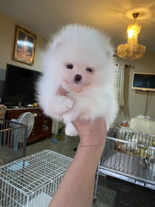 ลูกปอมแท้ อายุ2เดือน ทีคัพ เตี้ยสั้นหมี