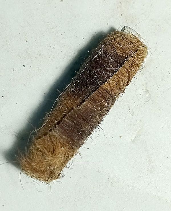 ตะกรุดหนังเสือวัดกม.26ใน จ.ยะลา