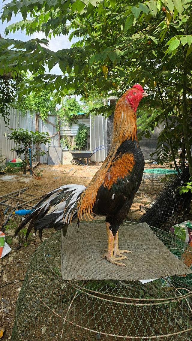 ไก่เหลืองหางขาว ไก่พื้นเมืองไทย