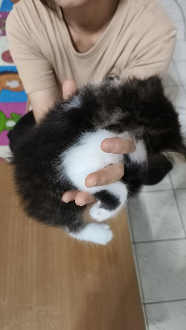 แมวเปอร์เซียแท้ พร้อมย้ายบ้าน ผู้ทั้ง2ตัวครับ