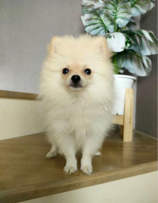 Pomeranian ปอมเมอเรเนียน แท้ 2