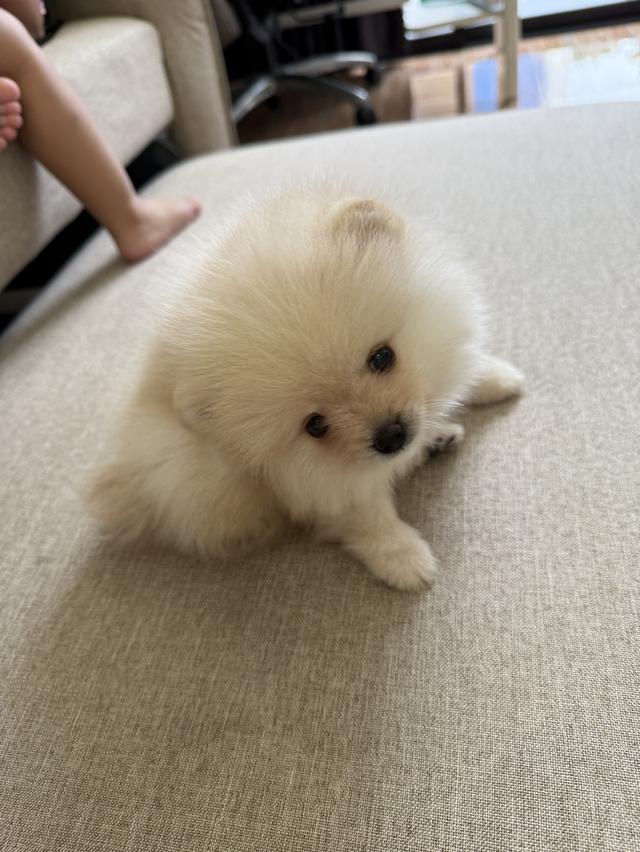 น้องหมาปอมมินิ