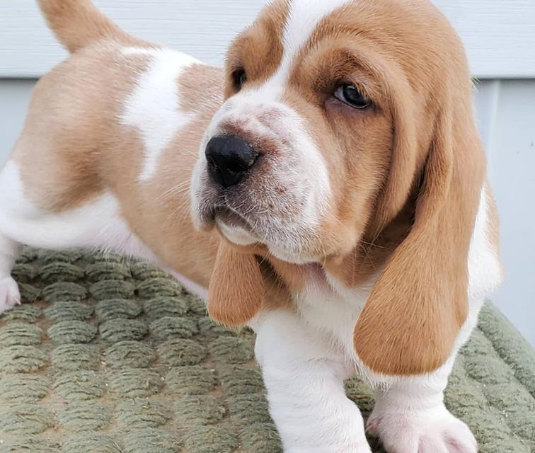 Basset hound puppies for adoption