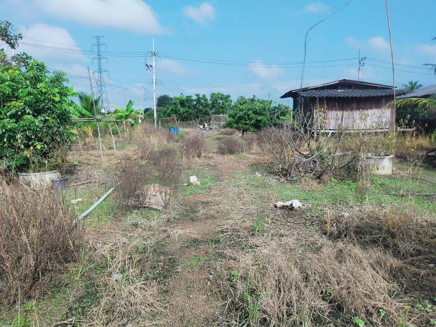 ขายที่ดินเชียงใหม่ อ.สันป่าตอง 1