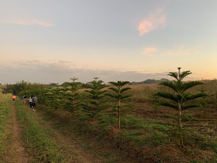 ที่ดินเปล่า ทุ่งสมอ เขาค้อ 9