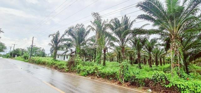 ที่ดิน 54 ไร่ 139 ตร.ว มีครบ! สวนยาง–สวนปาล์ม–บ้าน–น้ำใช้ตลอดปี จ.สระแก้ว 4