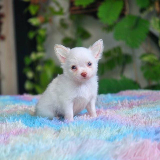 ชิวาวาผสมปอม เพศผู้ สีขาว พิกัดรามอินทรา