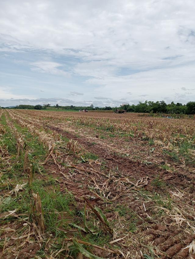 ที่ดินเปล่า16ร่ 2งาน 3