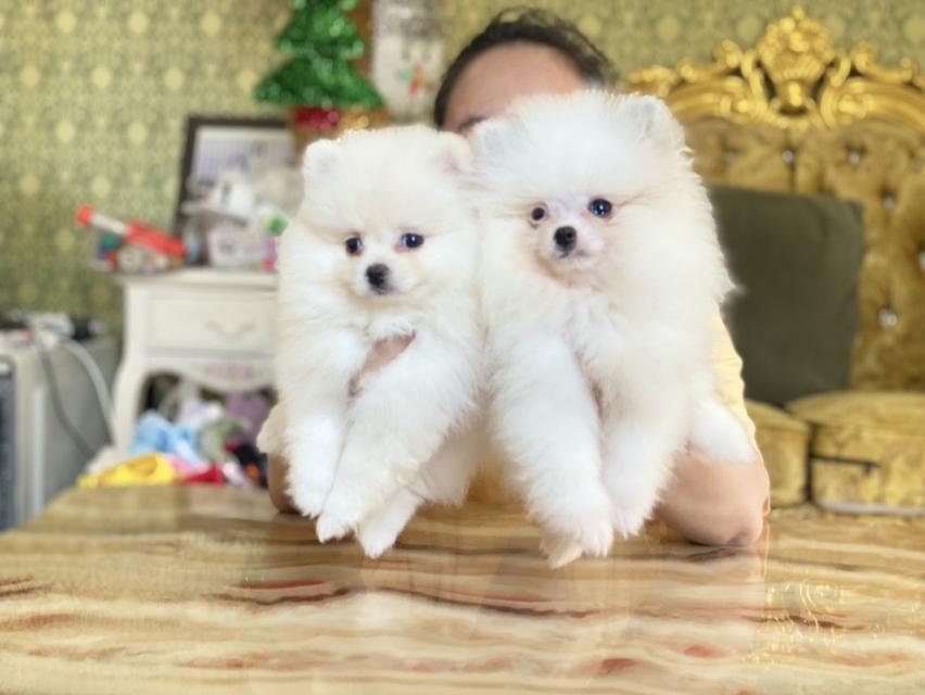 ลูกปอมแท้ มีบริการจัดส่งถึงบ้าน