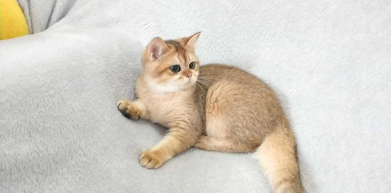 British Shorthair BOY