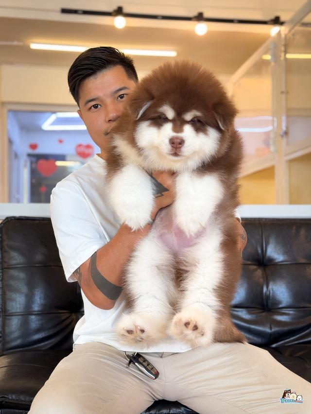 น้องอลาสกัน ไจแอนด์ นำเข้าจากต่างประเทศ 9