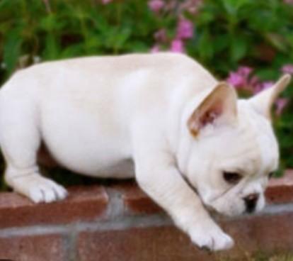 สุนัข เฟรนช์บูลด็อก สีขาว สุดน่ารัก 3
