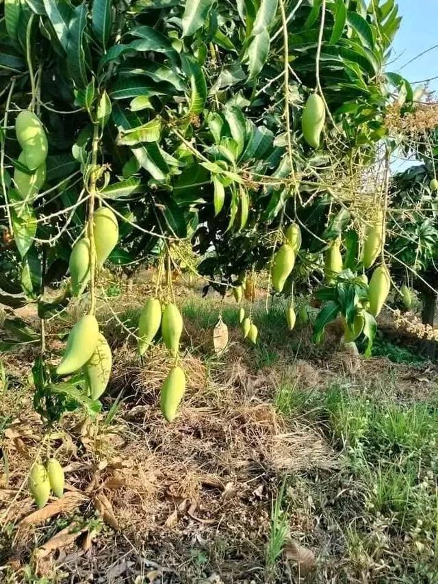 ที่ดินพร้อมสวนมะม่วงเชียงคานบ้านบุฮม 2