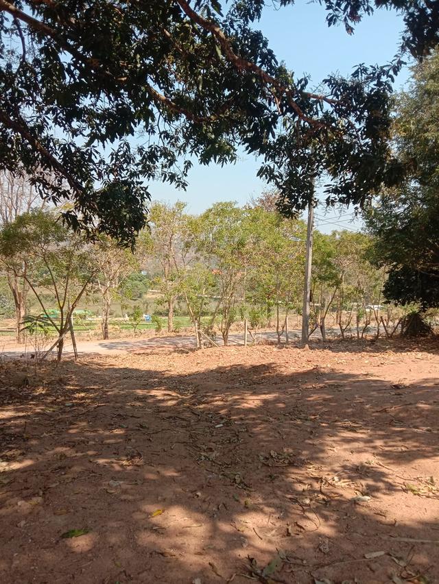 สวนห้อม ขายยกแปลง ไร่ละ 2.5 แสน มี 7 ไร่ 2 งาน 9