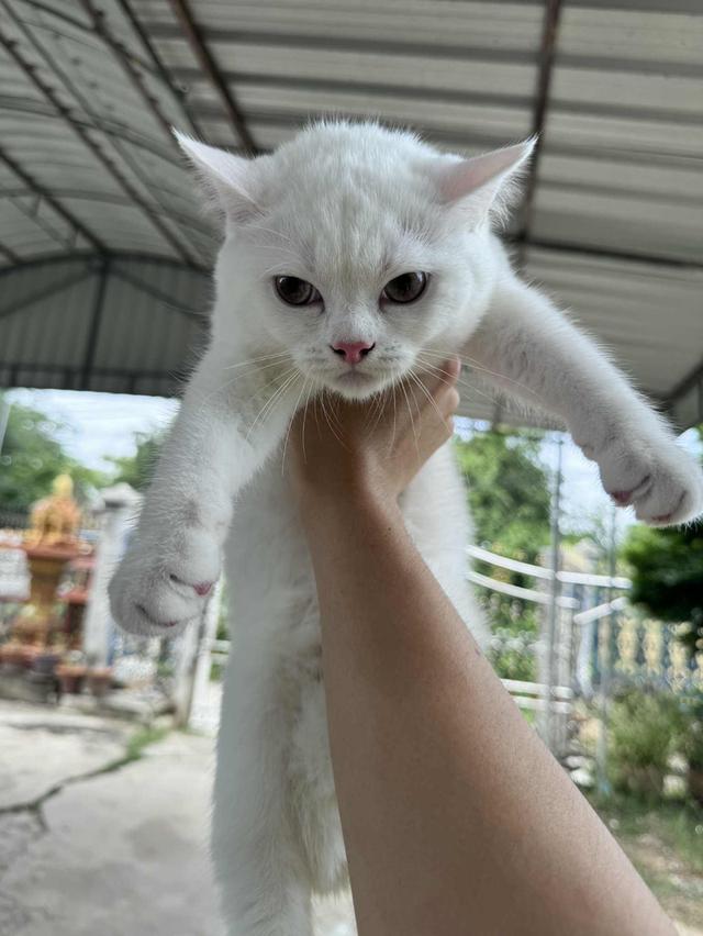 สก๊อตติชขนสั้นหูตั้ง ดญ วัคซีนครบ