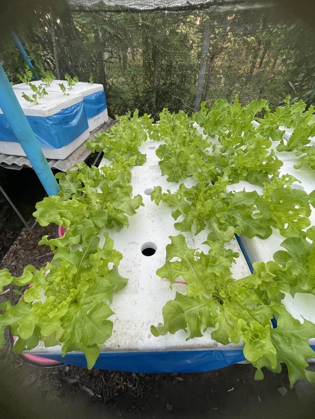 ผักสลัดไฮโดรโปรนิกส์ รูปที่ 4