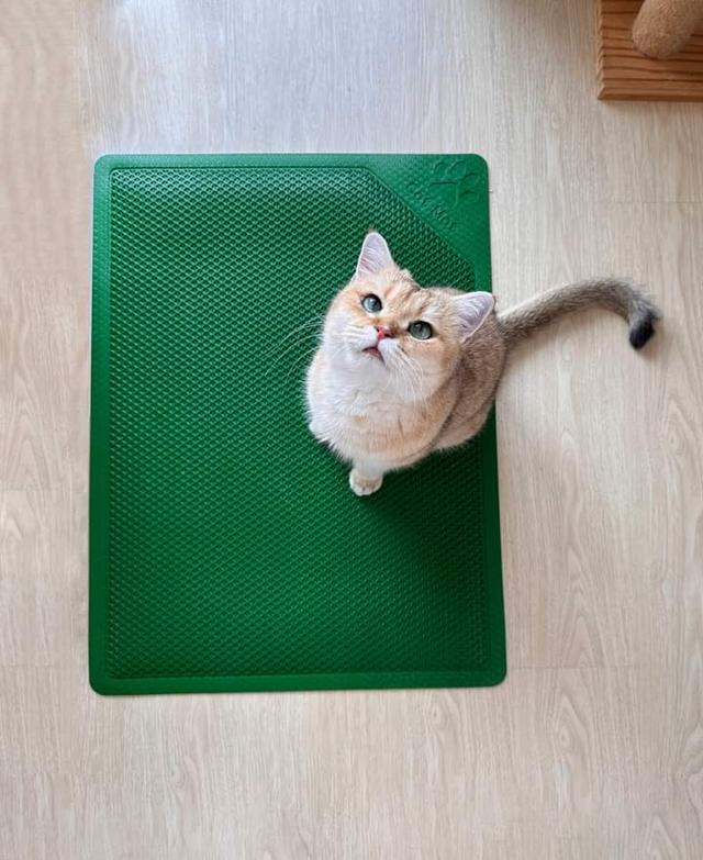 Cat Mat แผ่นดักทรายแมว 3