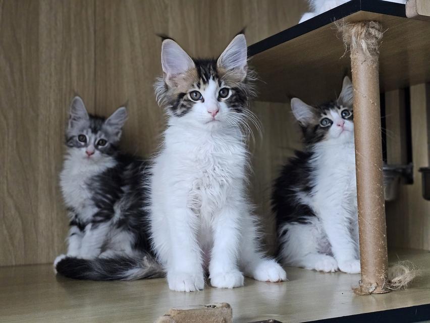 ลูกแมว สายพันธ์เมนคูนแท้ รูปที่ 7