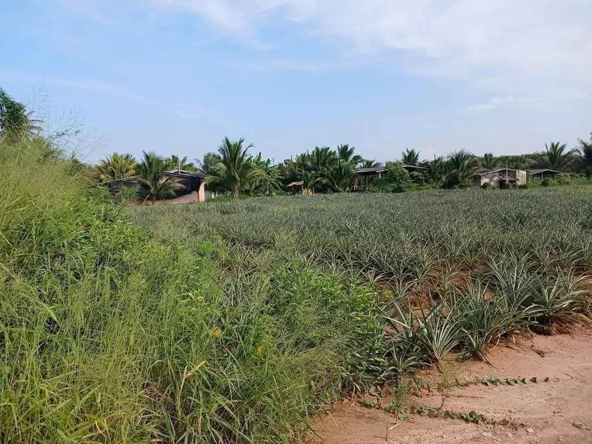 ที่ดินโฉนดครุฑแดงราคาถูกมาก23ไร่เศษ200,000 บาทต่อไร่ต่ำกว่าราคาประเมิน 6