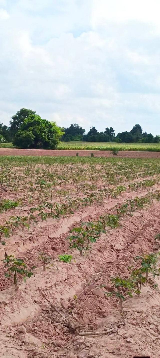 ขายที่ดินอำเภอเมืองนครราชสีมาไร่ละ1,300,000บาท ติดถนนเลียบมอเตอร์เวย์M6 พื้นที่ 13 ไร่ 2