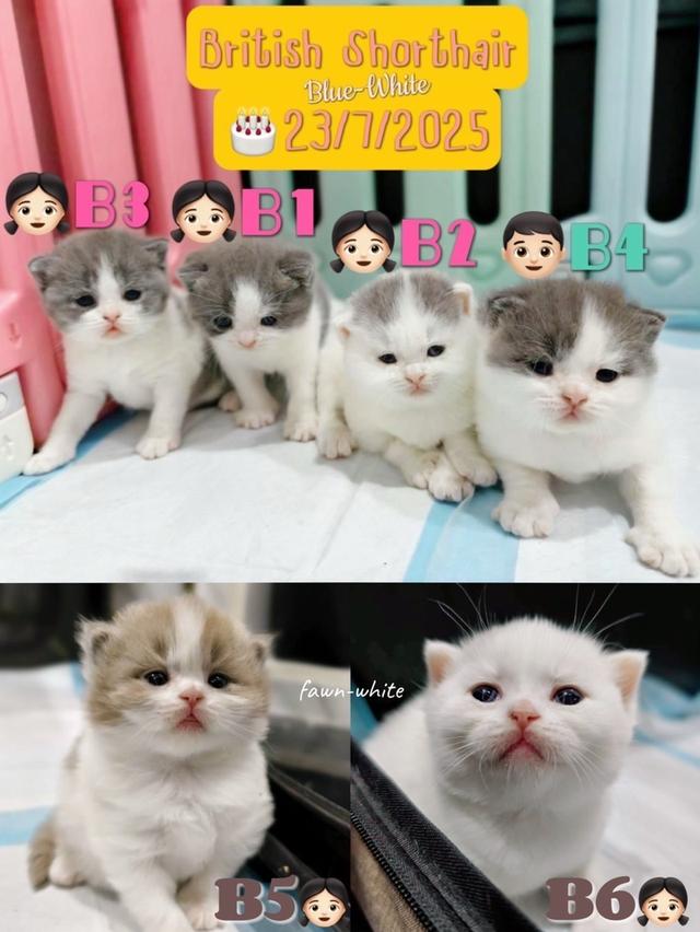 แมวบริติช