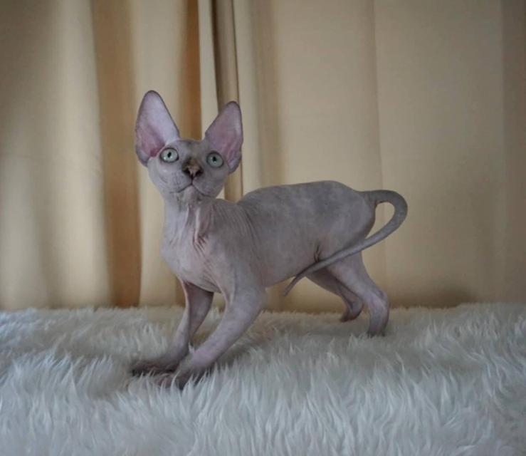 3.แมวสฟิงซ์/เพศเมีย หาบ้าน Sphynx Cat/Female looking for a new home 2