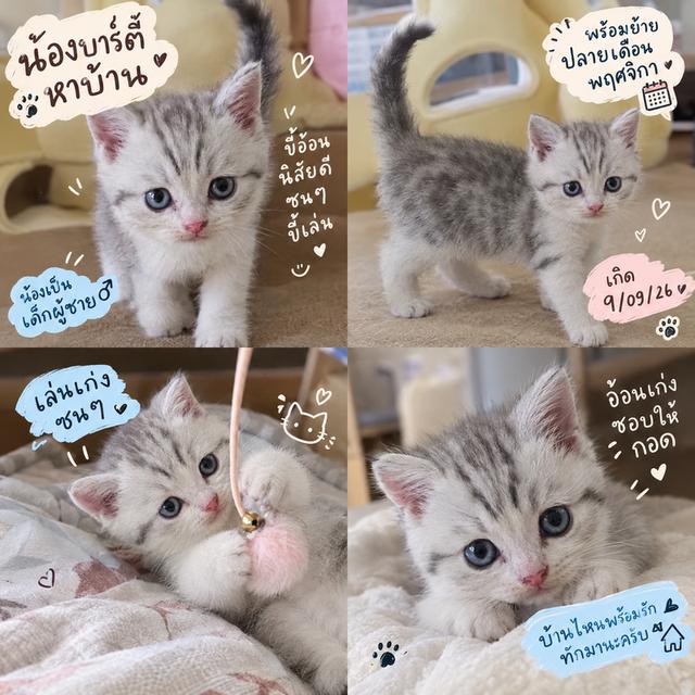 แมวบริติช ย้ายได้ธันวาคม เปิดให้จอง