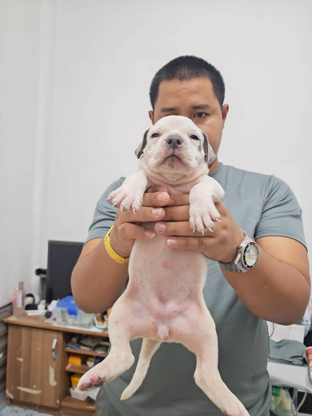 American bully3,500-5,500฿ อเมริกันบูลลี่สายพันธุ์แท้ราคาไม่แรง🏡p'tigerขอนแก่น 3,500-5,500฿