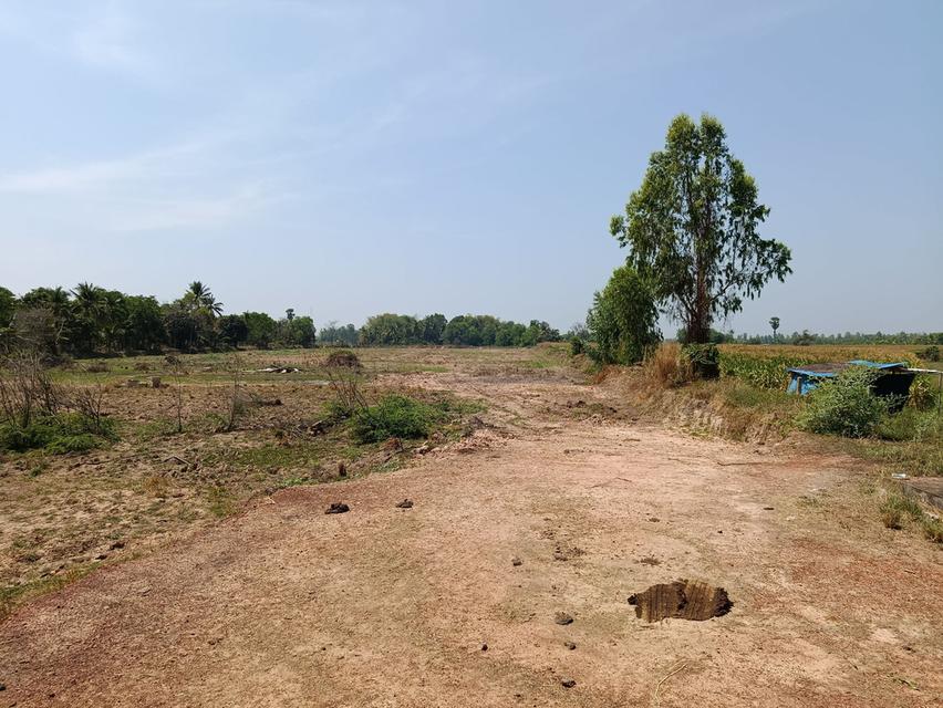 ที่ดิน 12 ไร่ อ.เมือง พิษณุโลก 2