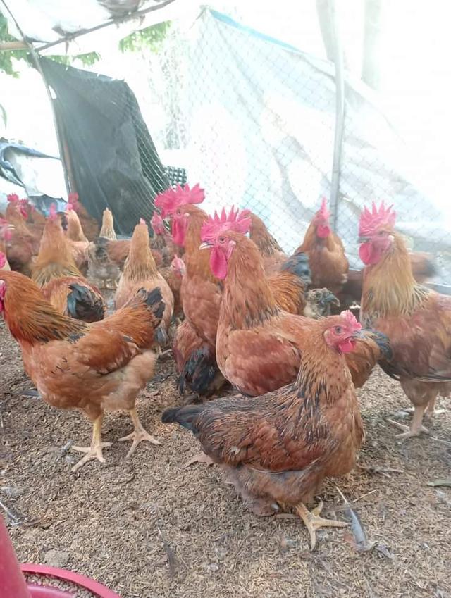 ไก่สำหรับไข่​จากฟาร์ม 1