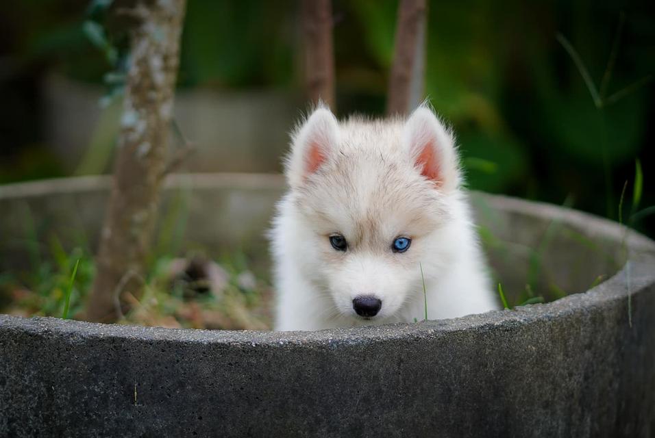 Siberian husky 8