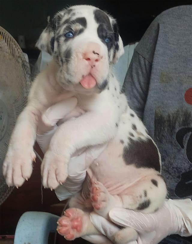 Great dane for sale เกรทเดนคุณภาพ รูปที่ 5