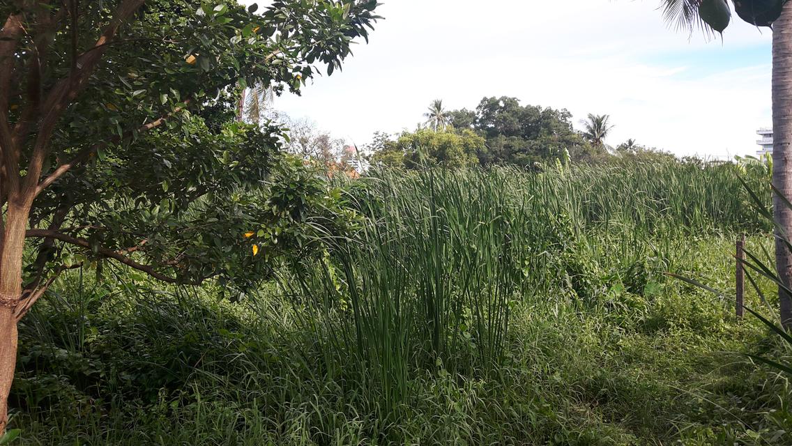 ขายที่ดินจรัญสนิทวงศ์ 23  จำนวน  8 ไร่ 2 งาน 15 ตารางวา 8