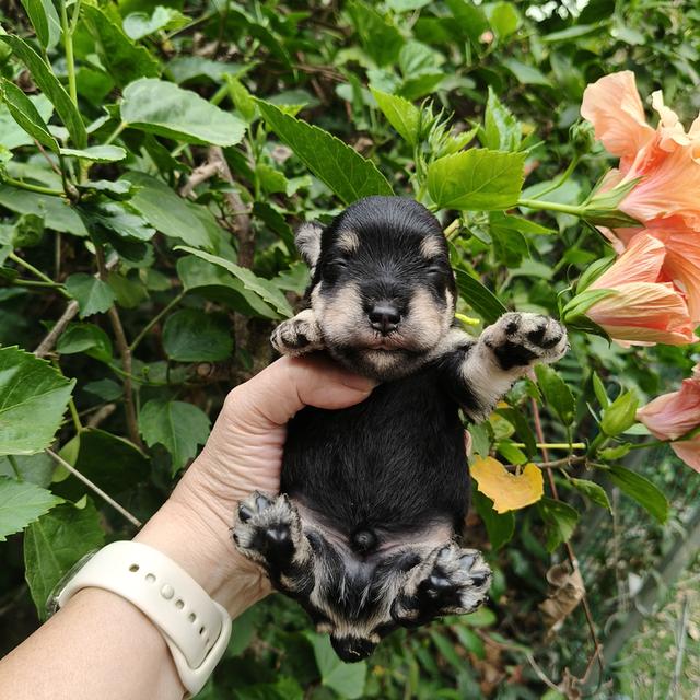 ลูกชเนาเซอร์ มีทุกสี