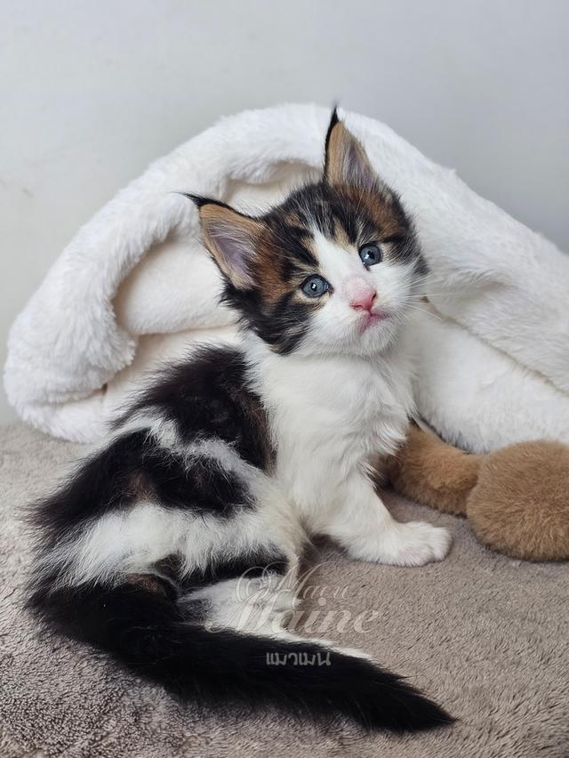 ลูกแมวเมนคูนแท้ เพศผู้ 2