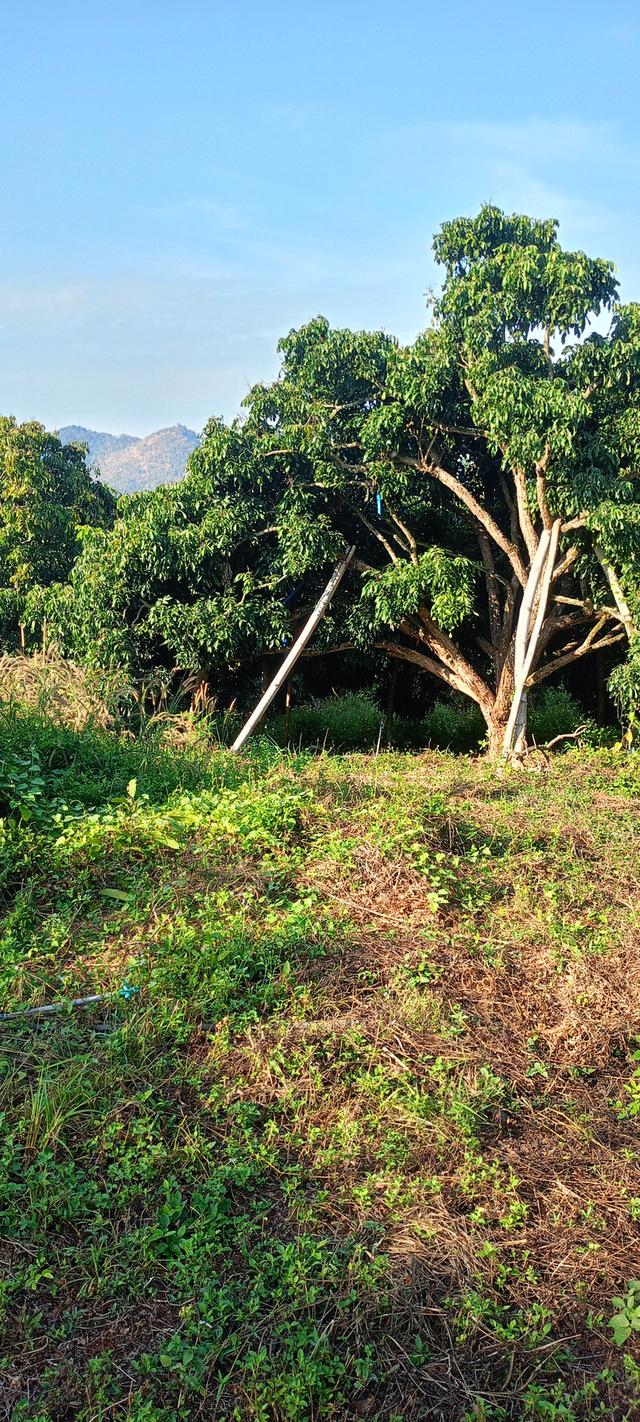 สวนลำใย 31ไร่3งาน ที่ดินวิวสวยที่บนเขา ท้ายสวนมีฝายน้ำ 14