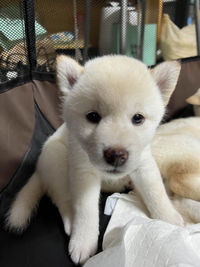 ชิบะอินุ สีขาว เพศเมีย พร้อมย้ายบ้าน 1 มิ.ย. 68 8