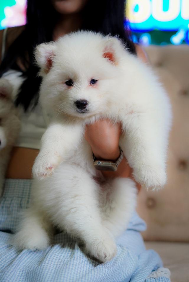 ไซบีเรียนขาว Pure white husky 5