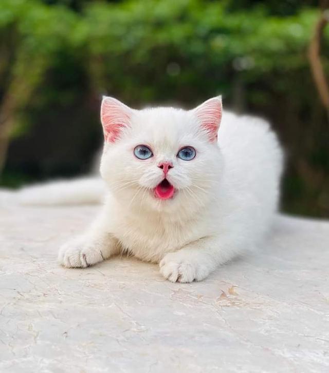 British Shorthair Male