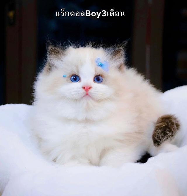แมวทRagdollแร็กดอลว่างเด็กผู้ชาย1เด็กผู้หลักผู้หญิง1 3
