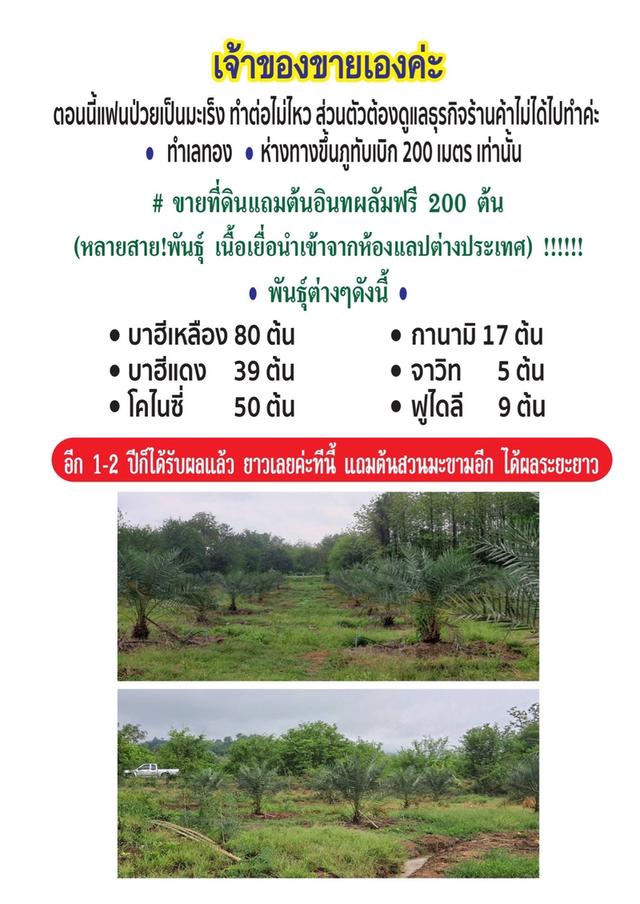 ที่ดินแถมต้นอินทผลัม ทางขึ้นภูทับเบิก 4