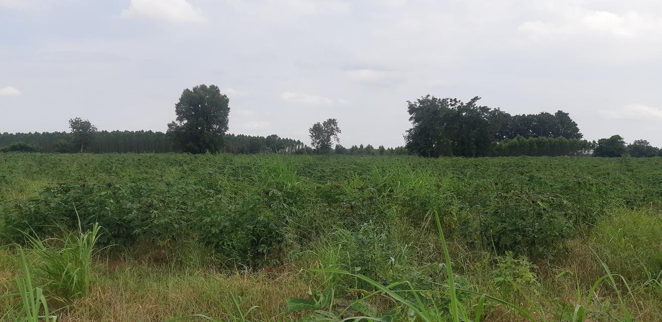 ขายที่ดินตำบลโคกปีบ อำเภอศรีมโหสถ  จังหวัดปราจีนบุรี  71 ไร่ 41 ตารางวา  7